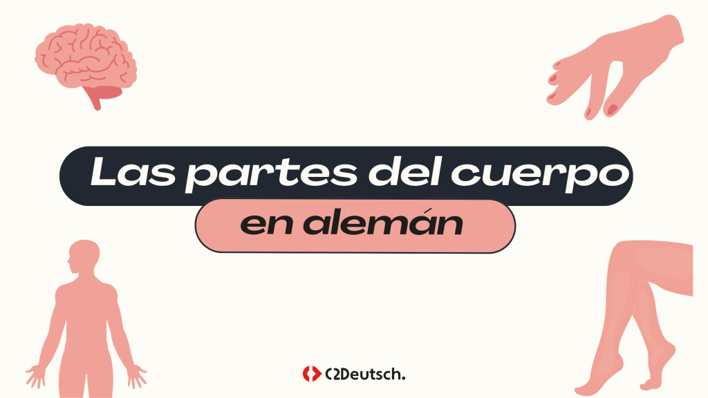 Las partes del cuerpo en alemán
