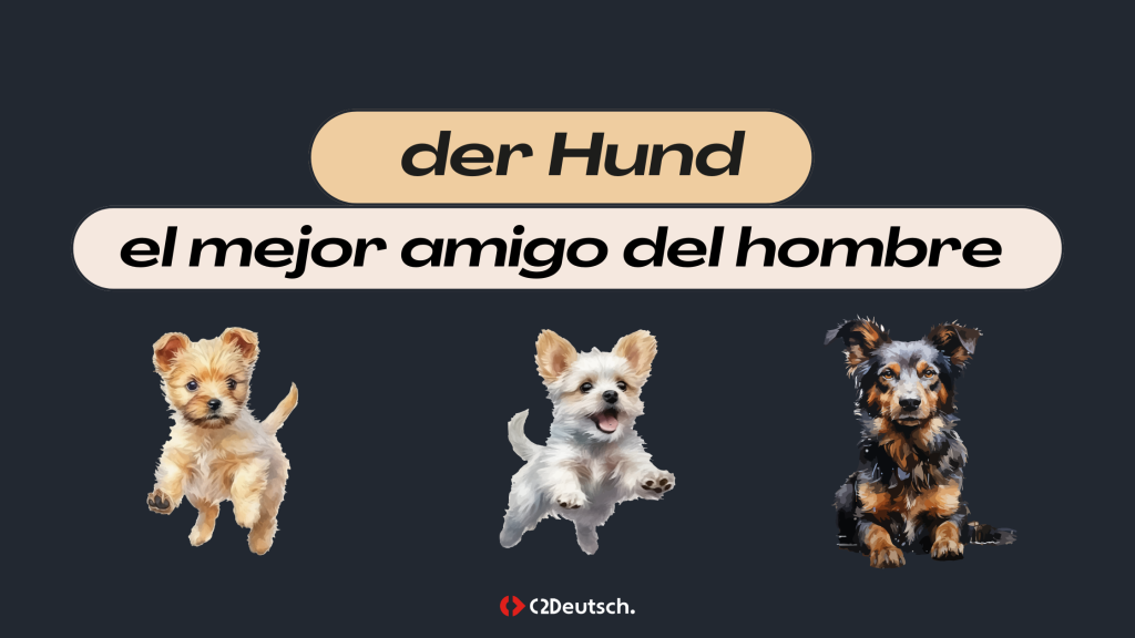der Hund: el perro en alemán